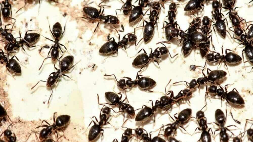 Disinfestazioni formiche
