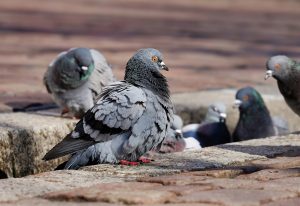 Allontanamento piccioni Castello d'Argile