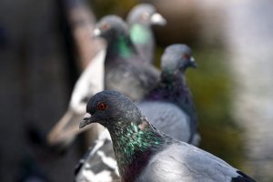 Allontanamento piccioni Castel d'Aiano
