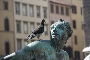 Allontanamento piccioni Castel d'Aiano