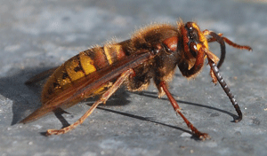 Interventi contro insetti Casalfiumanese