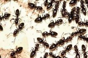 Disinfestazione formiche {BO}