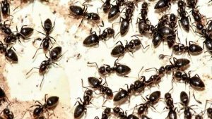 Interventi contro insetti Sala Bolognese
