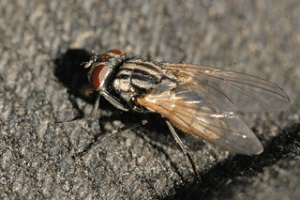 Interventi contro insetti Camugnano