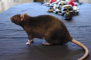 Disinfestazione topi Baricella
