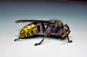 Interventi contro insetti Camugnano