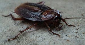 Disinfestazione scarafaggi  Vergato